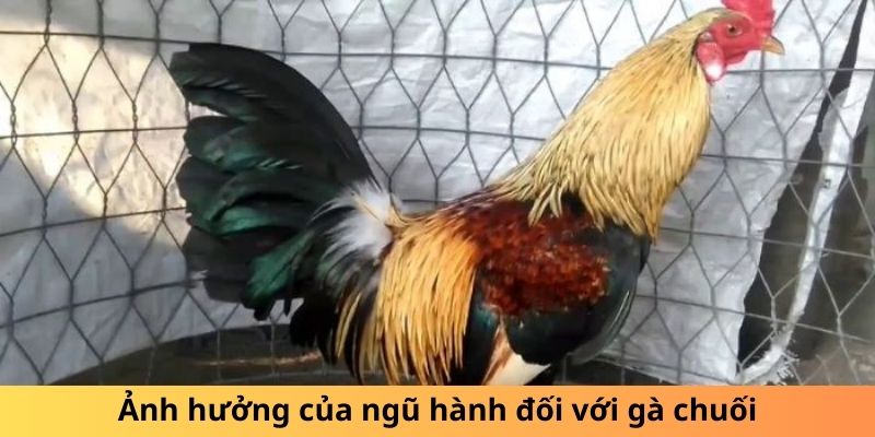 Ảnh hưởng của ngũ hành đối với gà chuối